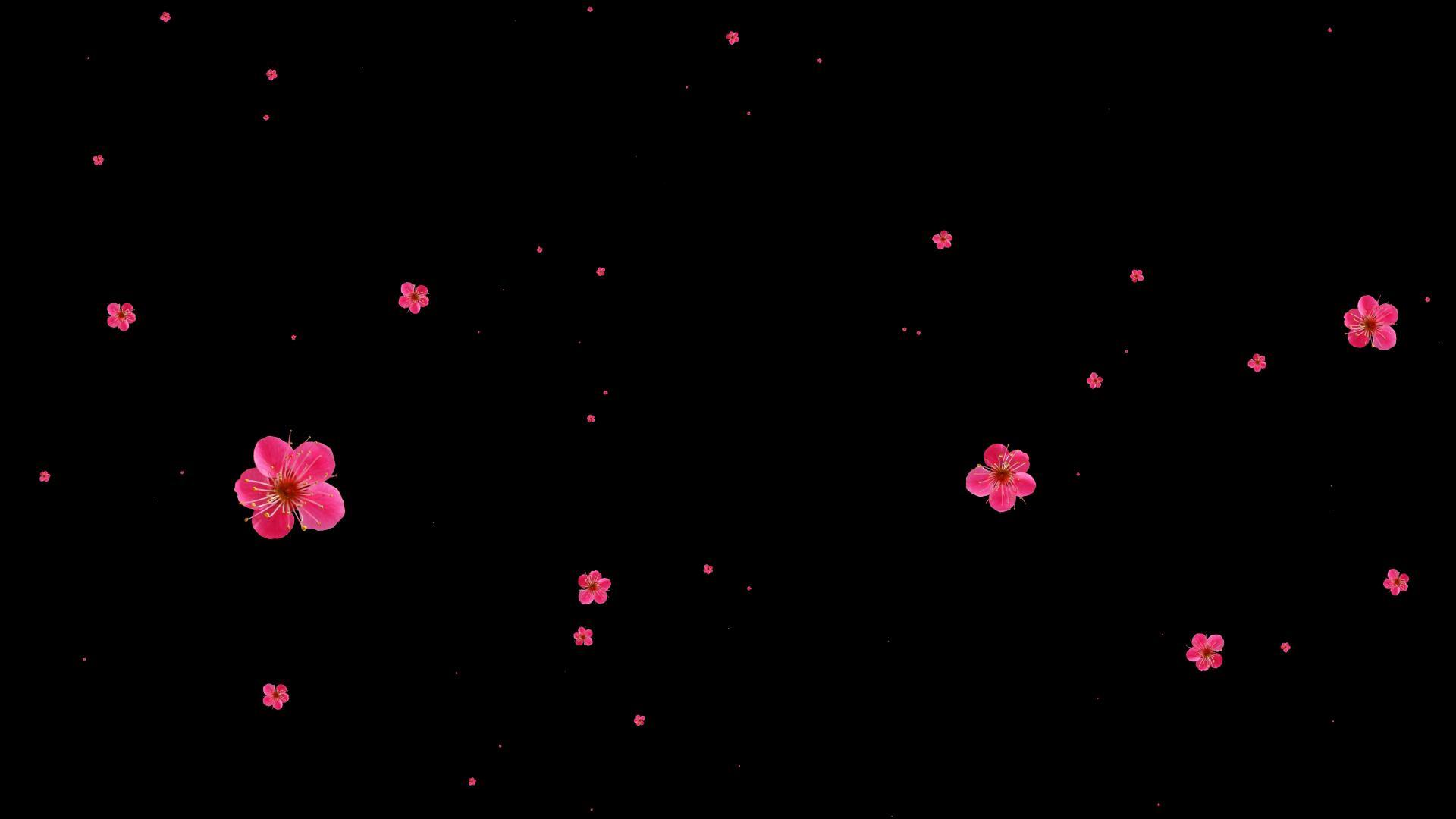 粒子花冲屏视频的预览图