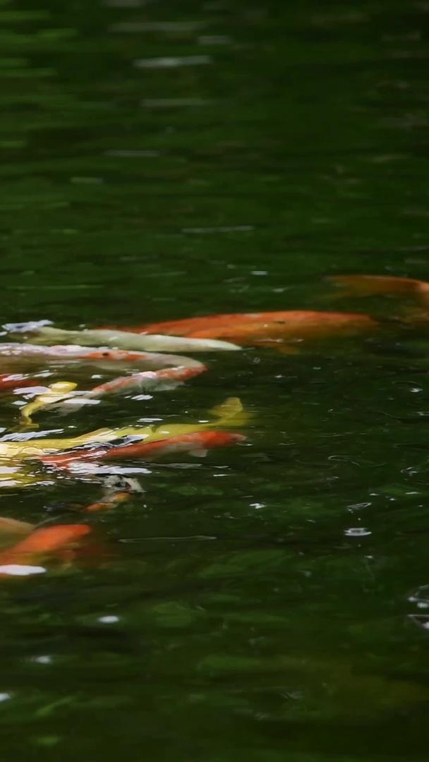 鲤鱼是深圳世界之窗视频的预览图