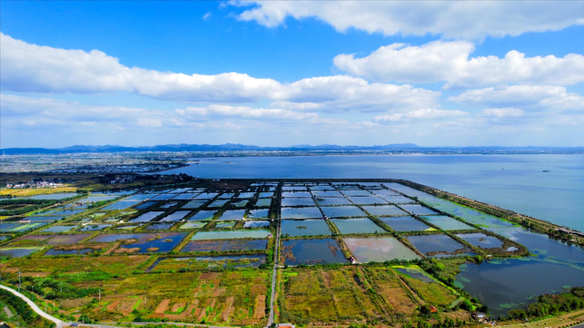 4K航拍大型水产养殖基地视频的预览图
