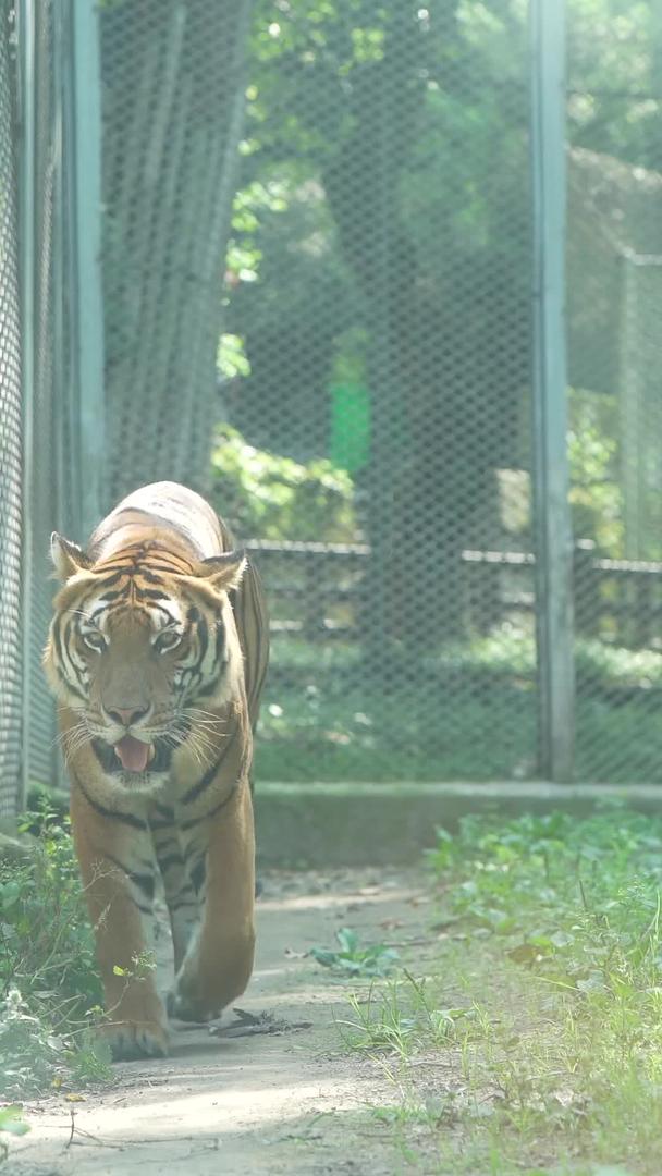 老虎在动物园游走视频的预览图