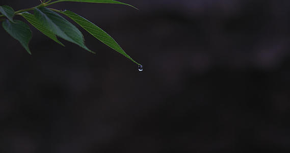 4K微距拍摄水滴从叶尖滑落视频的预览图