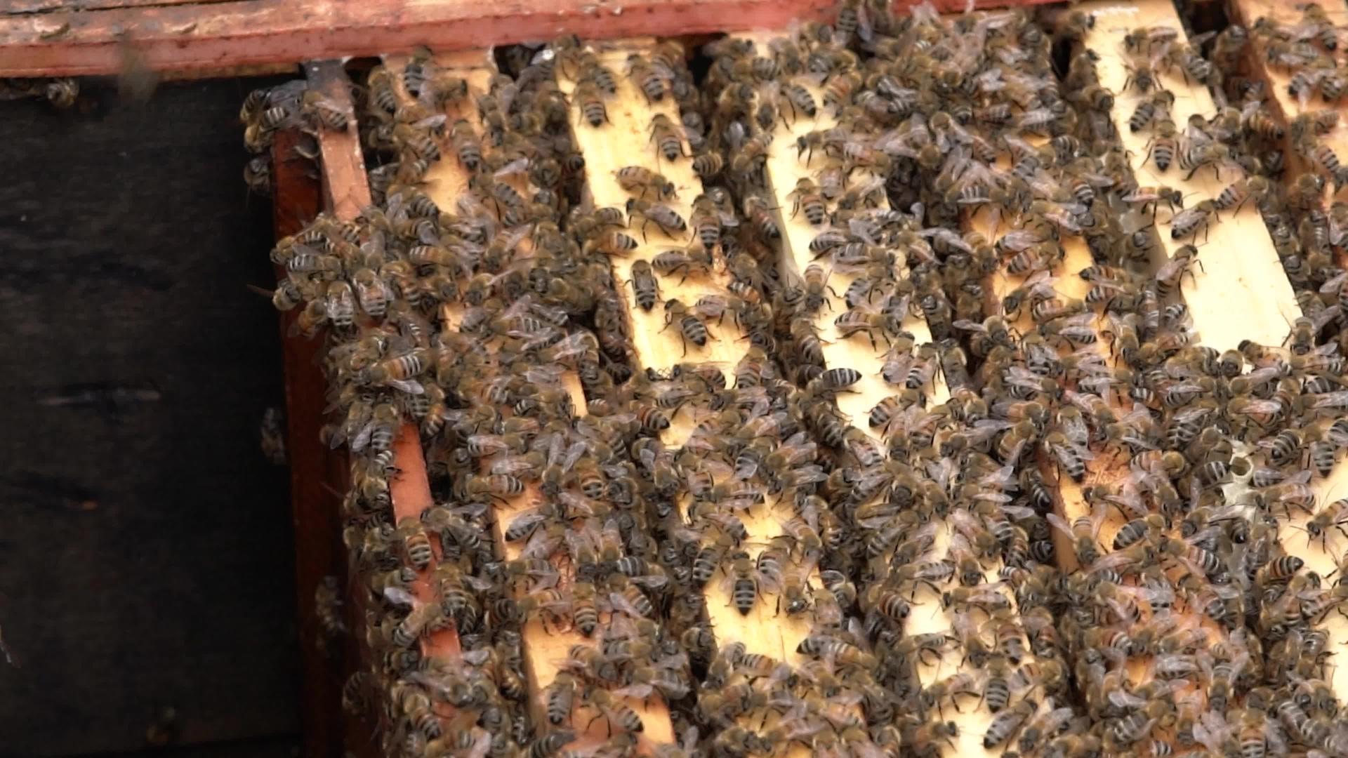 蜜蜂在4K蜂箱基础上密集拍摄视频视频的预览图
