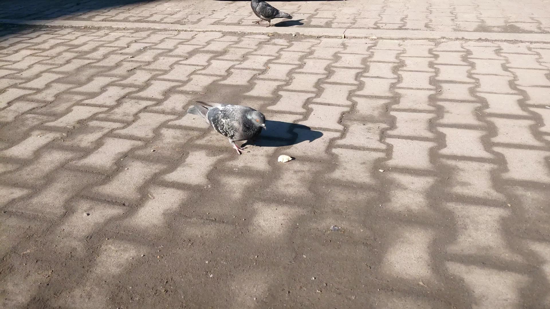战斗鸽作为食物的视野视频的预览图
