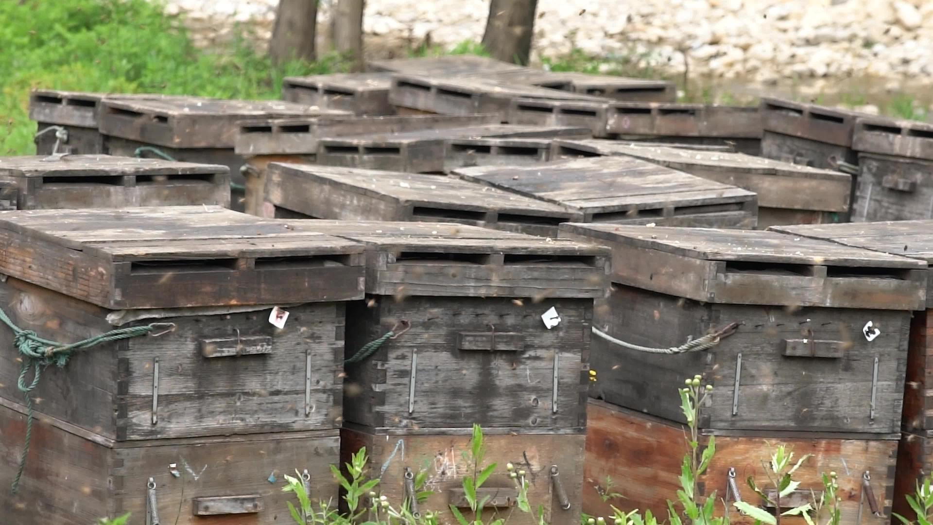 4K农村土蜂蜜蜂箱实拍视频视频的预览图