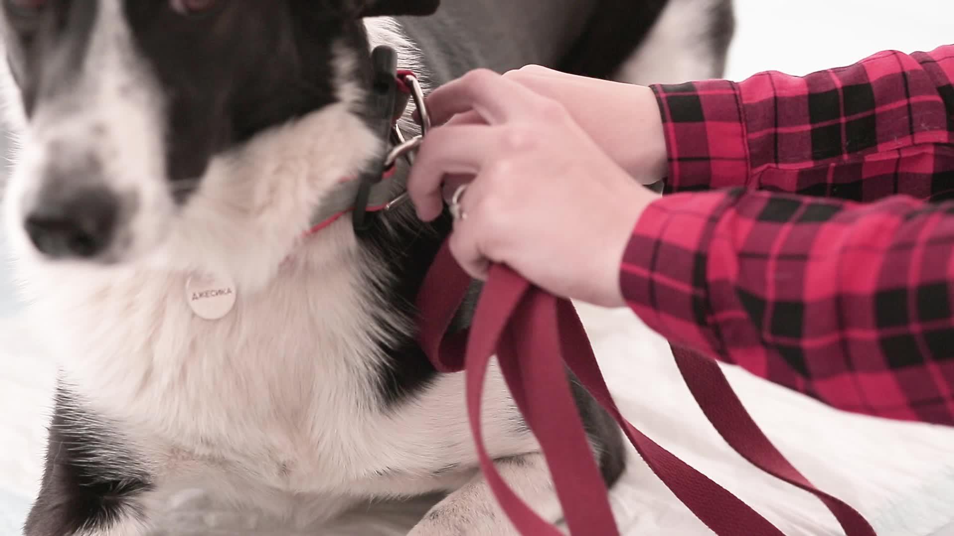 兽医诊所里有皮革铅的狗视频的预览图