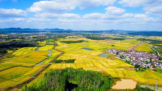 4K航拍唯美乡村农田金黄色水稻田丰收季节视频的预览图