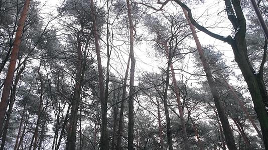 寒冷的冬季大雪过后树上积雪视频的预览图