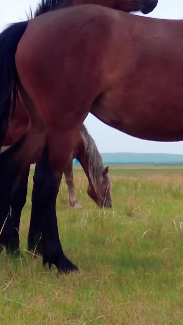 5k超高清拍摄在碧绿的草原上悠闲地吃草的马群视频的预览图
