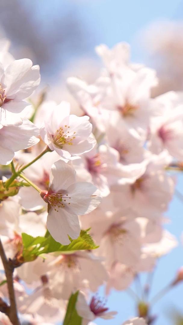 春日蓝天白云下的樱花视频的预览图