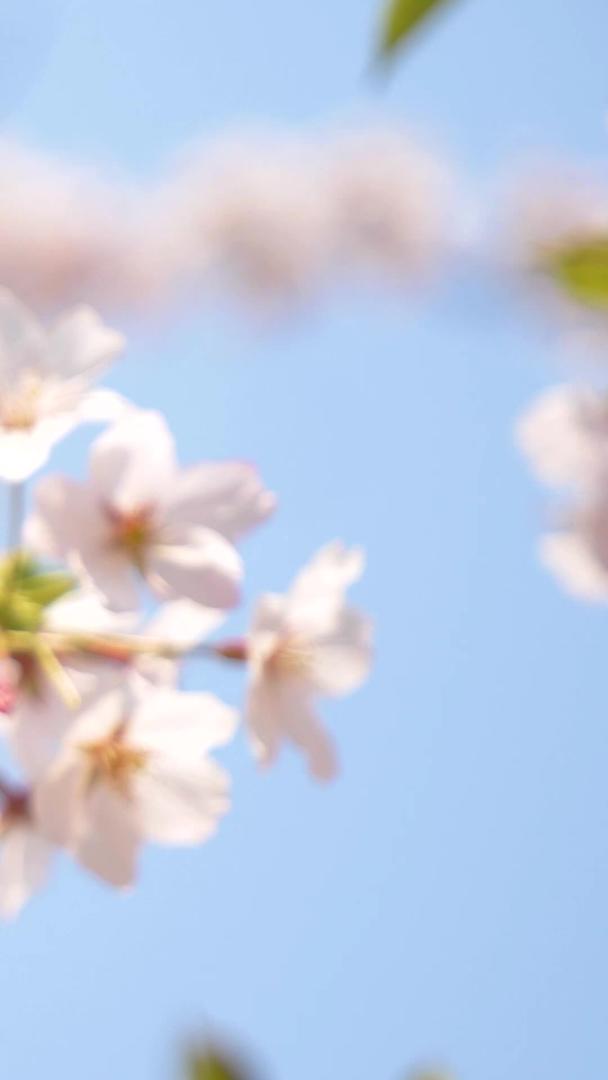 春日蓝天白云下的樱花视频的预览图