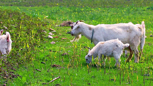 羊儿在山坡吃草视频的预览图