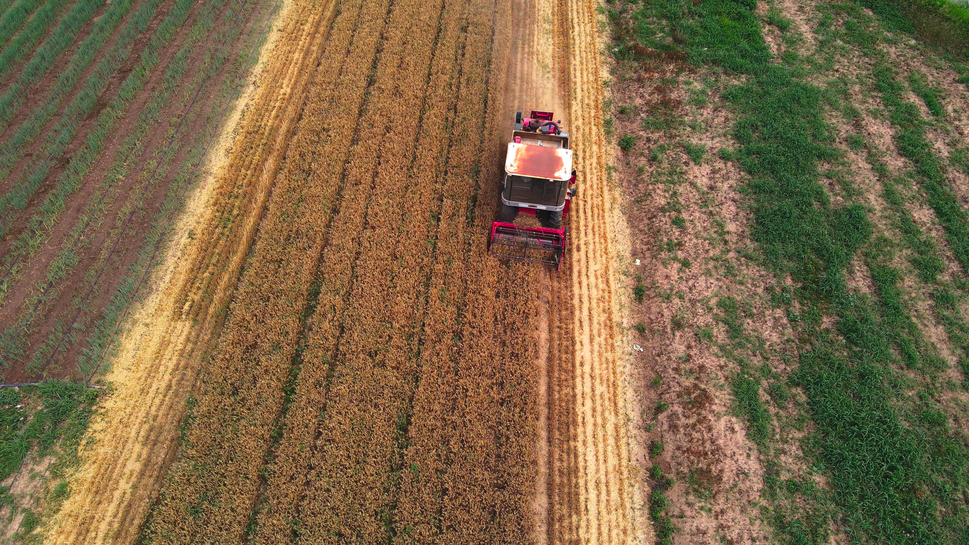 4k航拍麦田收割机收割麦子视频的预览图
