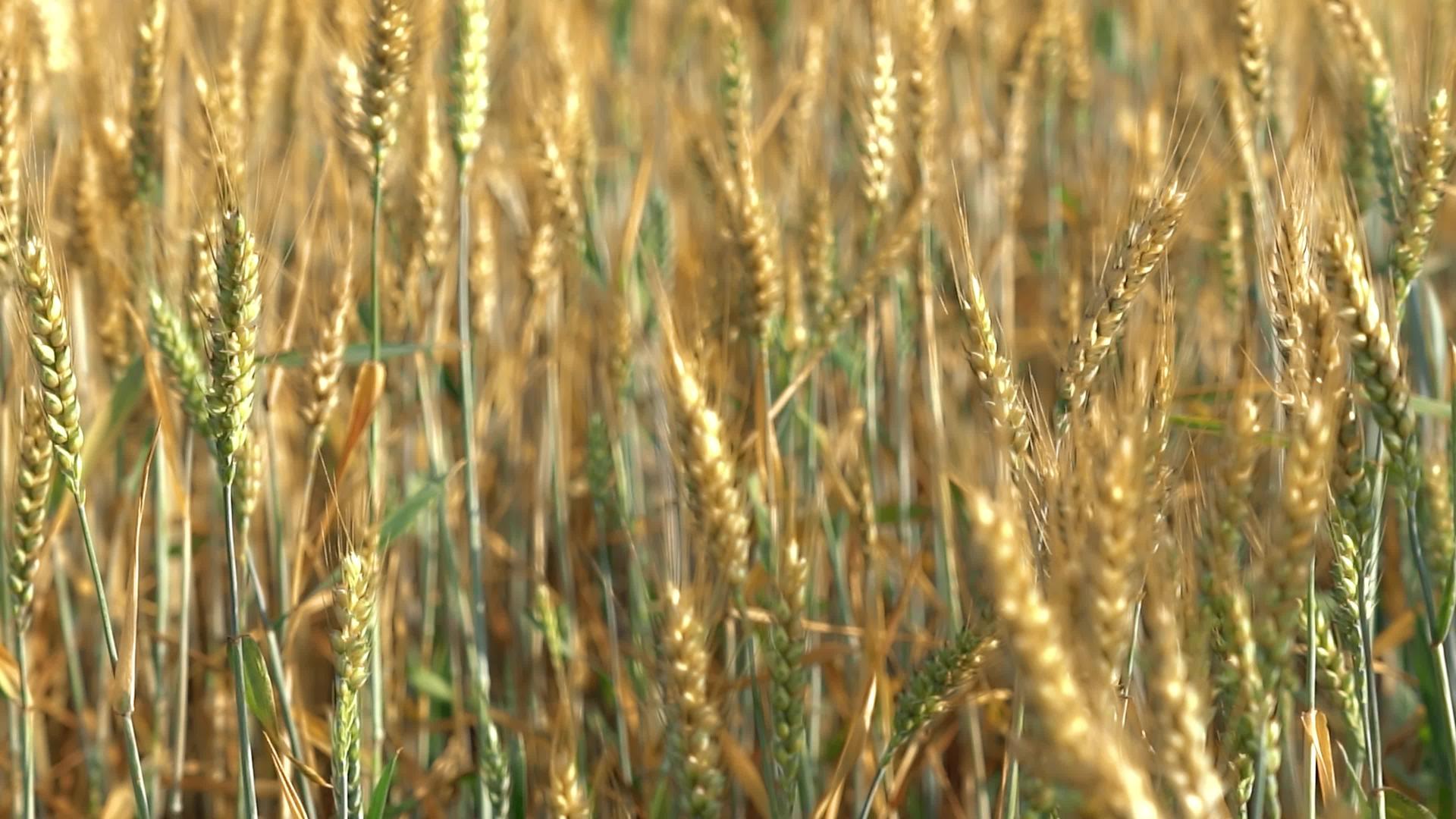 麦穗实拍4K阳光下泛黄的视频视频的预览图