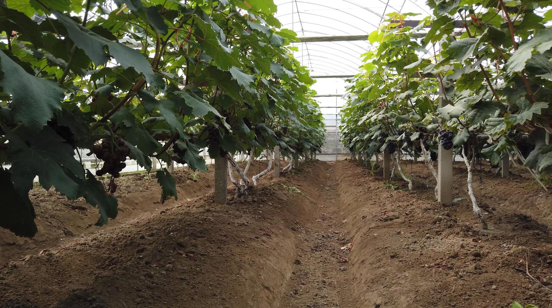 有机葡萄种植大棚视频的预览图