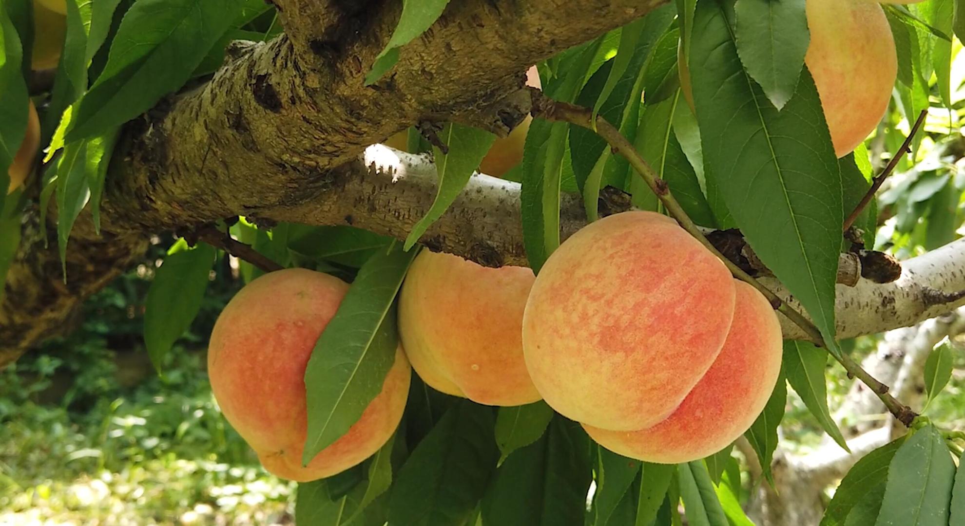 南汇水蜜桃种植园区视频的预览图