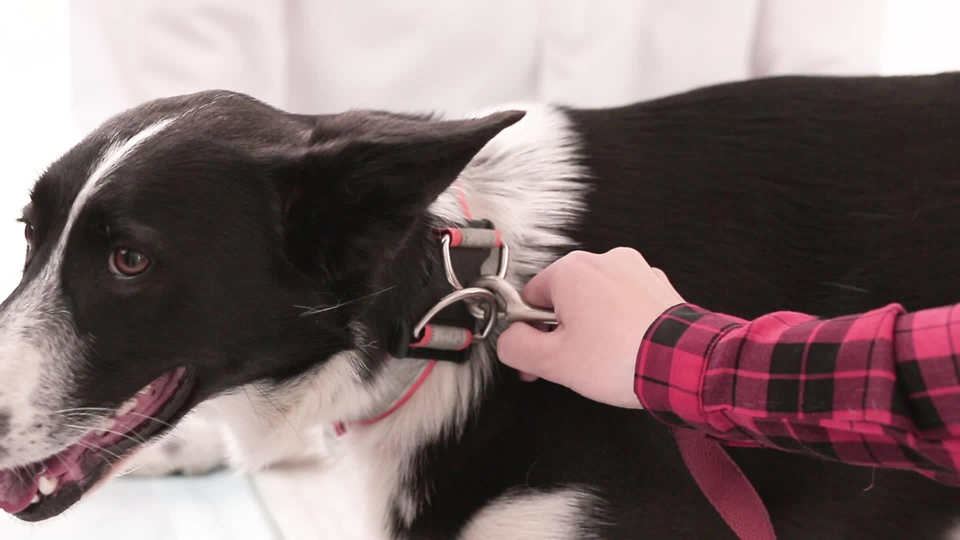 兽医诊所里有皮革铅的狗视频的预览图