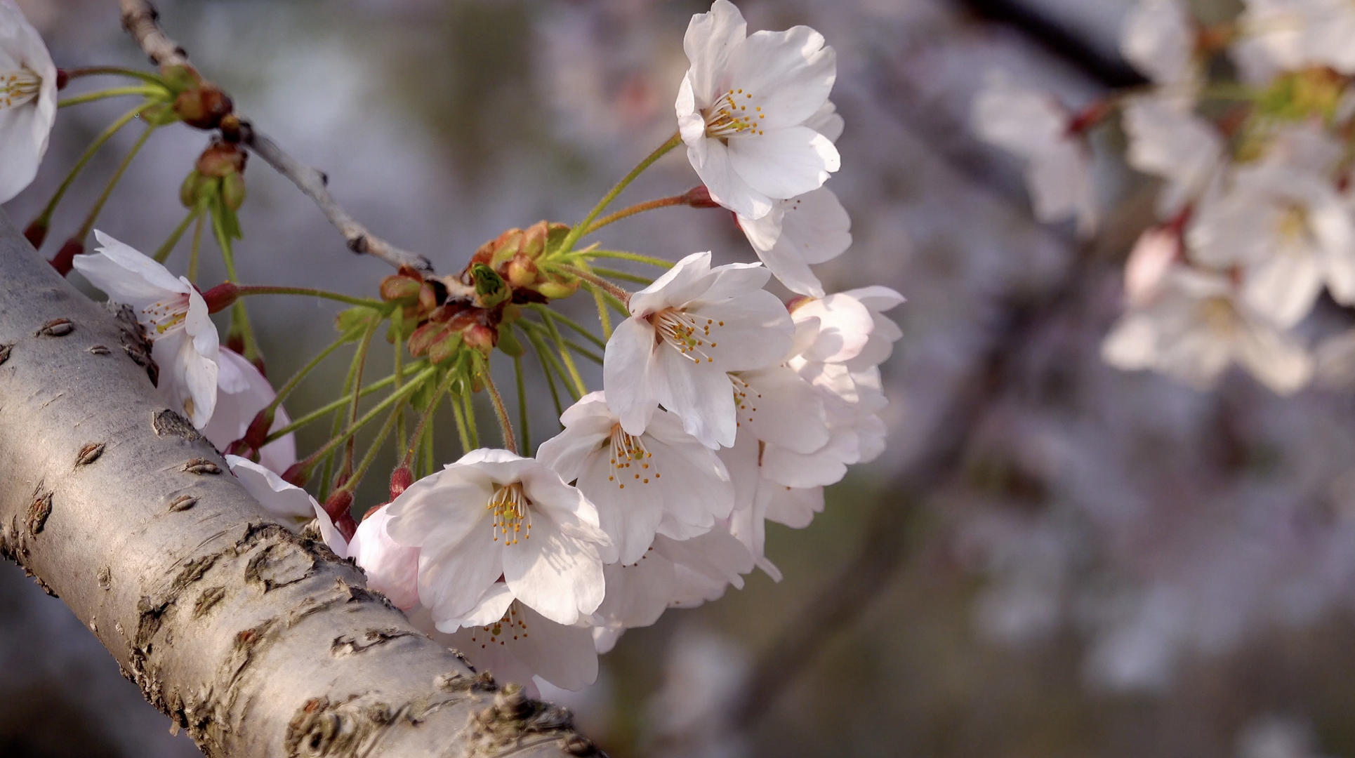 春季自然风光樱花4K视频合集视频的预览图