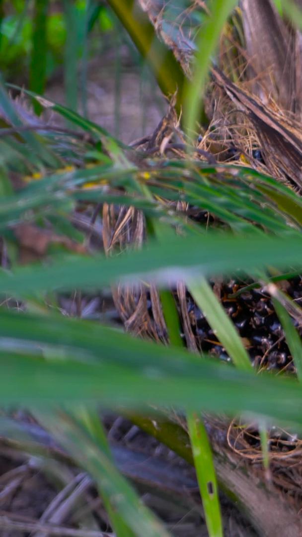 油棕棕榈油食用油植物收集视频的预览图
