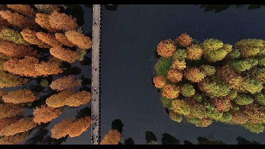 4K上海青浦区青西郊野公园水上森林垂直航拍视频的预览图