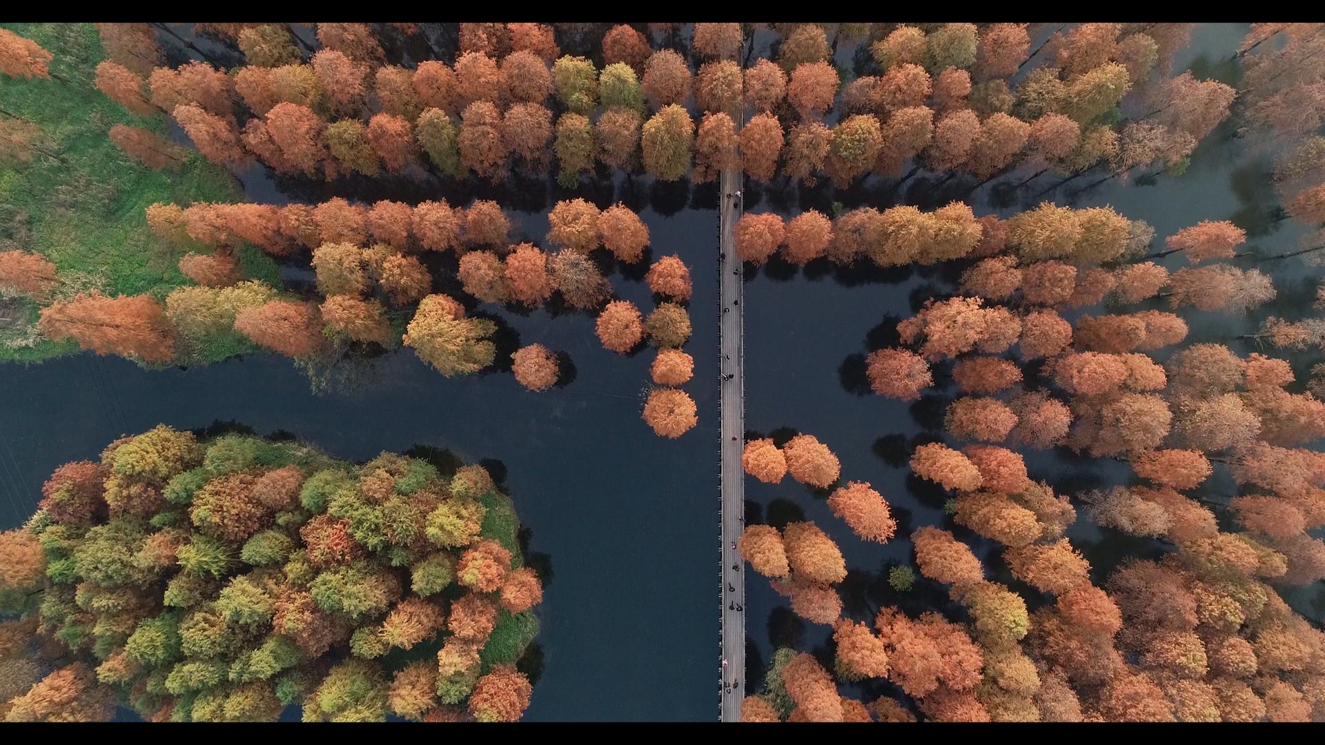 4K上海青浦区青西郊野公园水上森林航拍视频的预览图