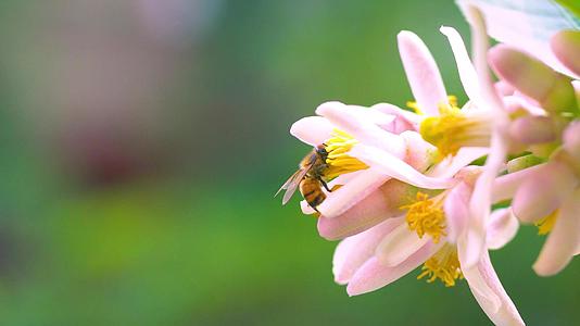 勤劳蜜蜂在花朵上采蜜视频的预览图