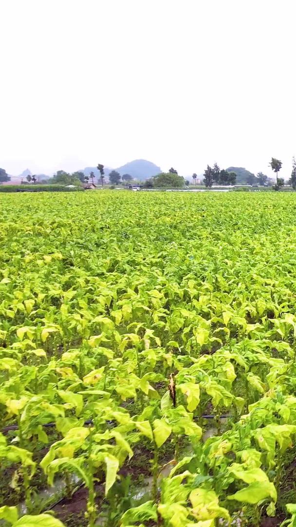 云南文山烟草种植基地航拍视频的预览图