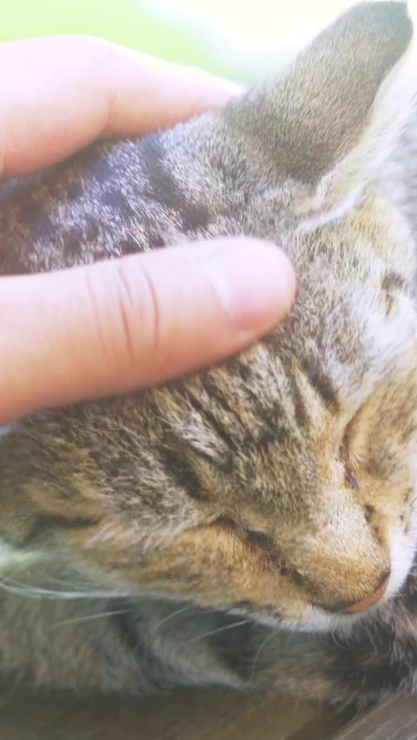 触摸猫咪国际猫咪日视频的预览图