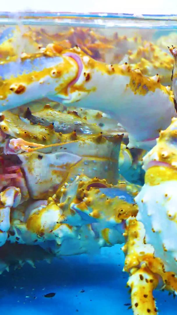 海鲜帝王蟹视频的预览图
