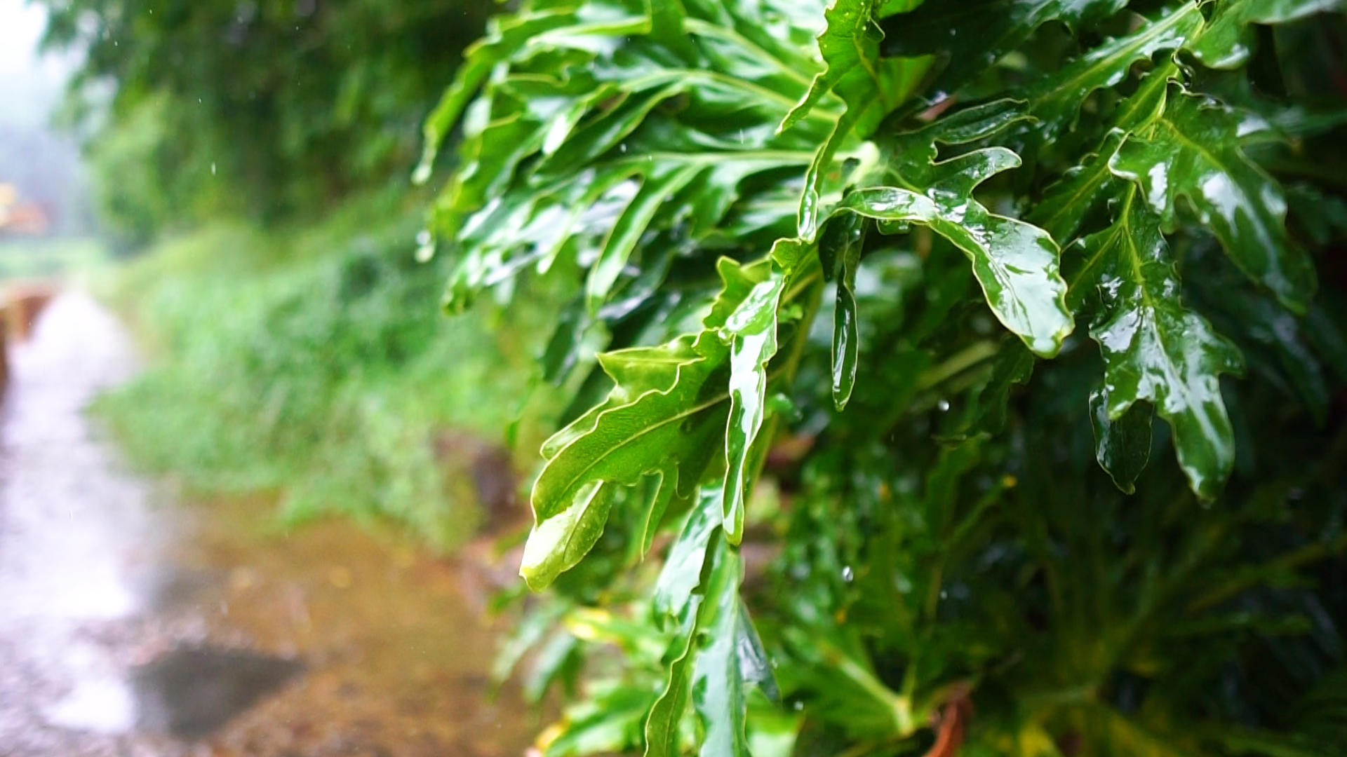 雨滴打在树叶上视频的预览图