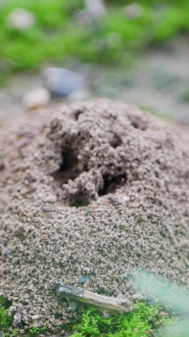 微距镜头爬行动物蚂蚁视频的预览图
