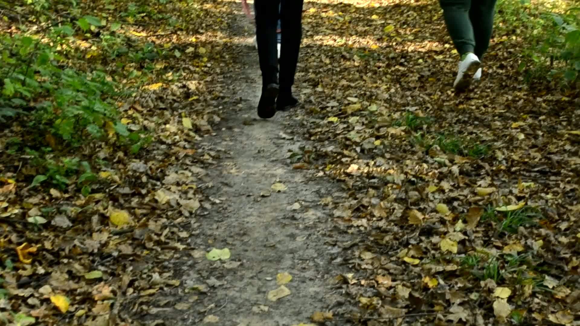 一群女孩带着一只狗在秋天的森林里散步视频的预览图