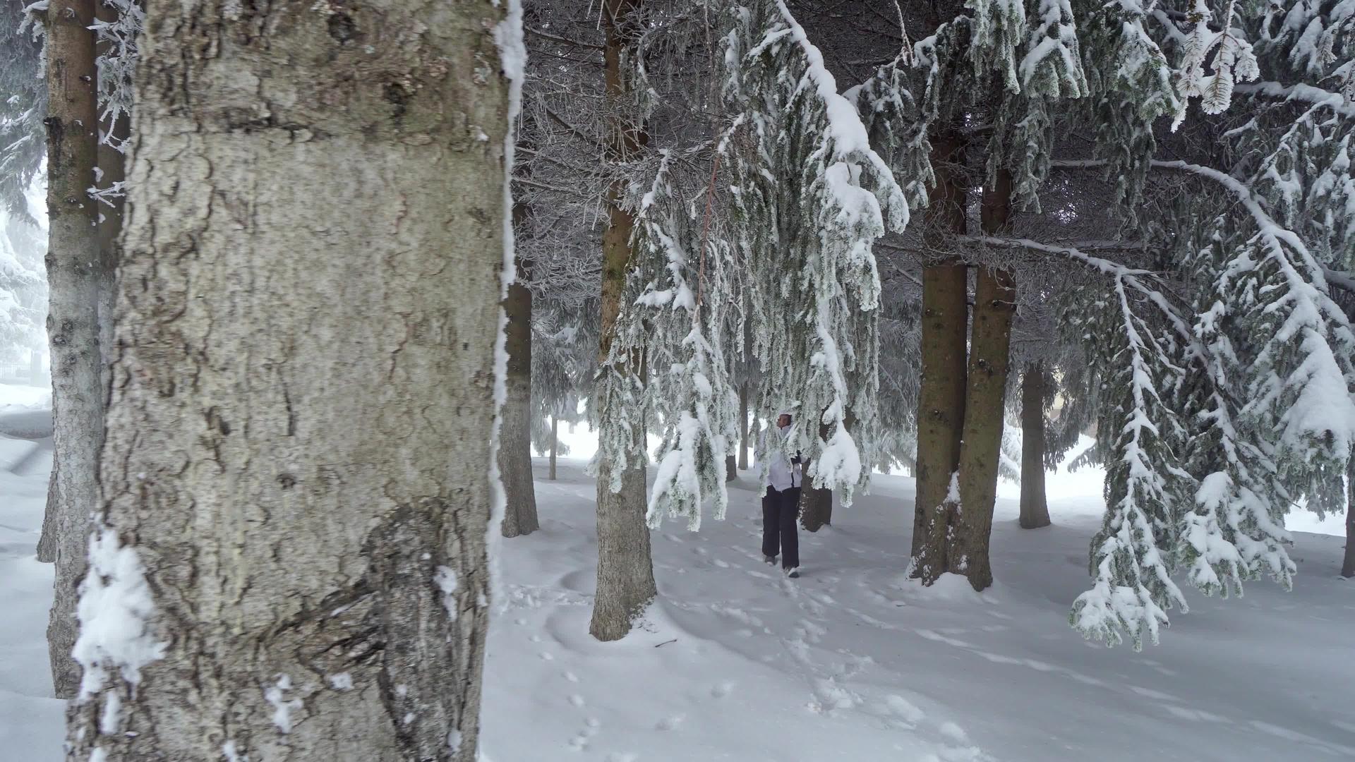 在冬天的雪天女性在品脱树林中行走雾影响有限能见度有限视频的预览图