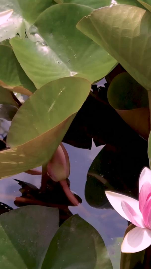 夏季荷塘睡莲素材视频的预览图