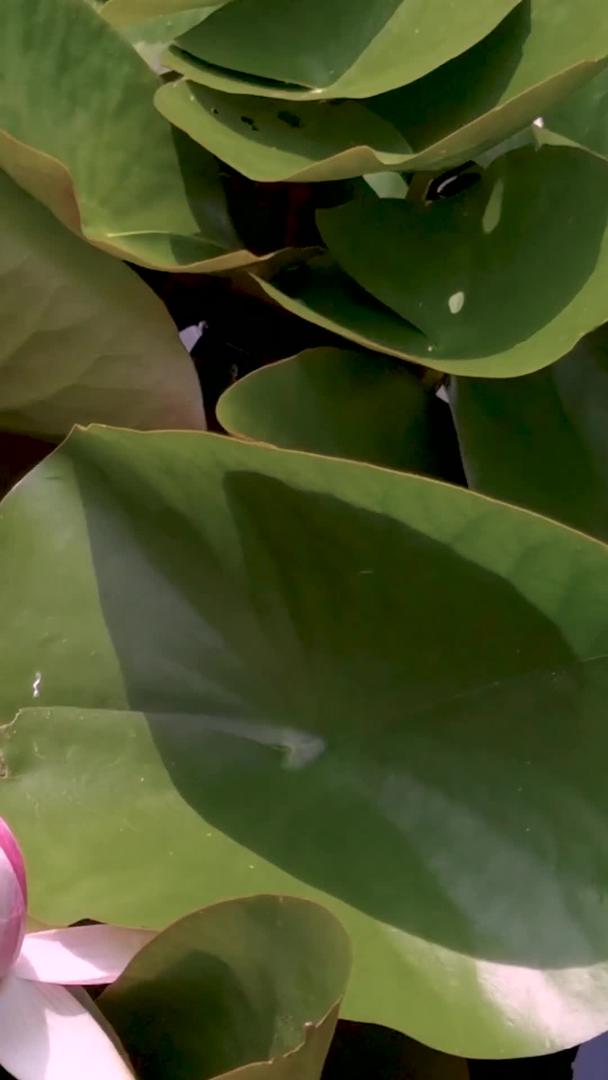 夏季荷塘睡莲素材视频的预览图