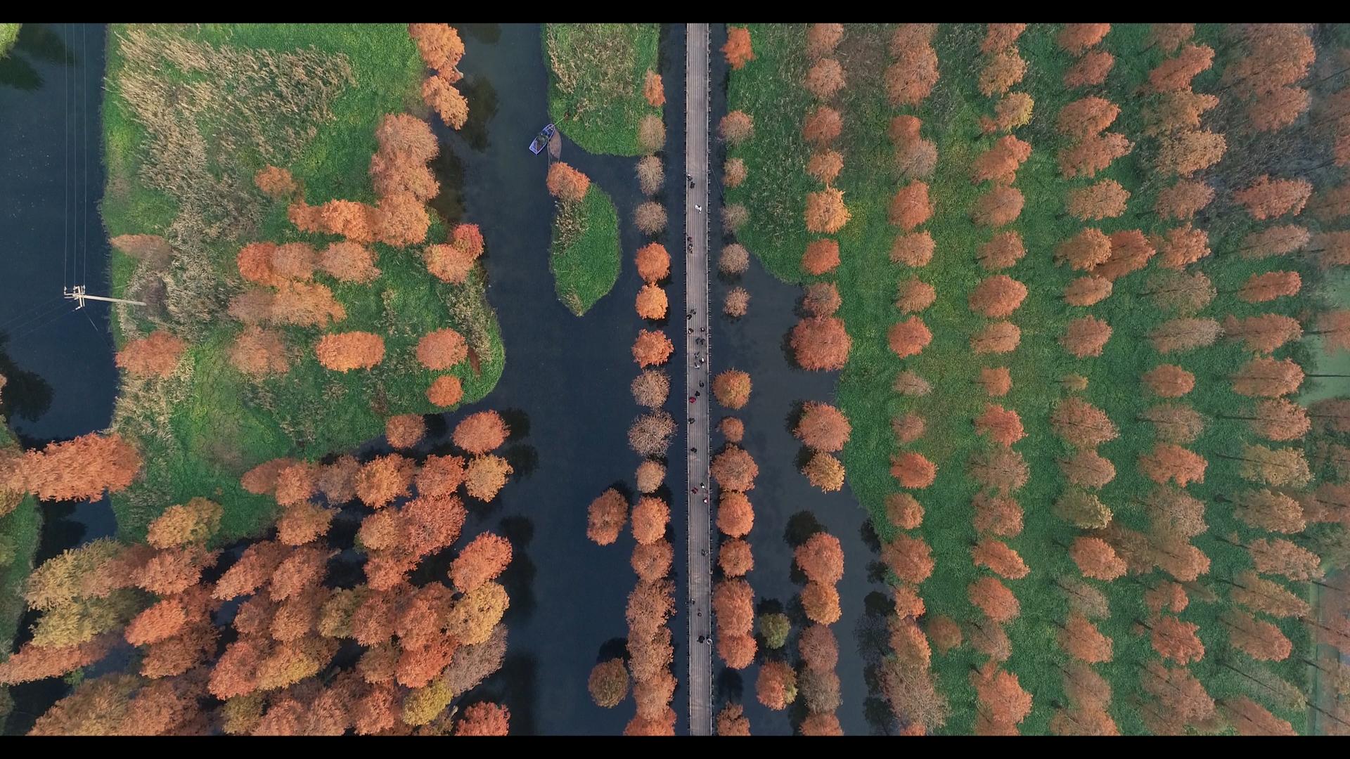 4K上海青浦区青西郊野公园水上森林垂直航拍视频的预览图