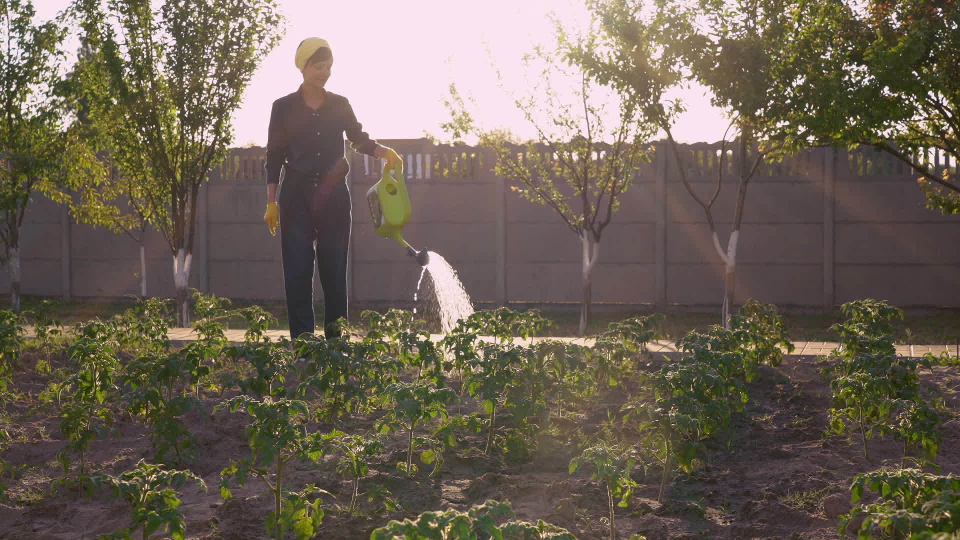 后院种植蔬菜视频的预览图