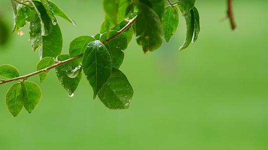 夏天下雨的植物视频的预览图