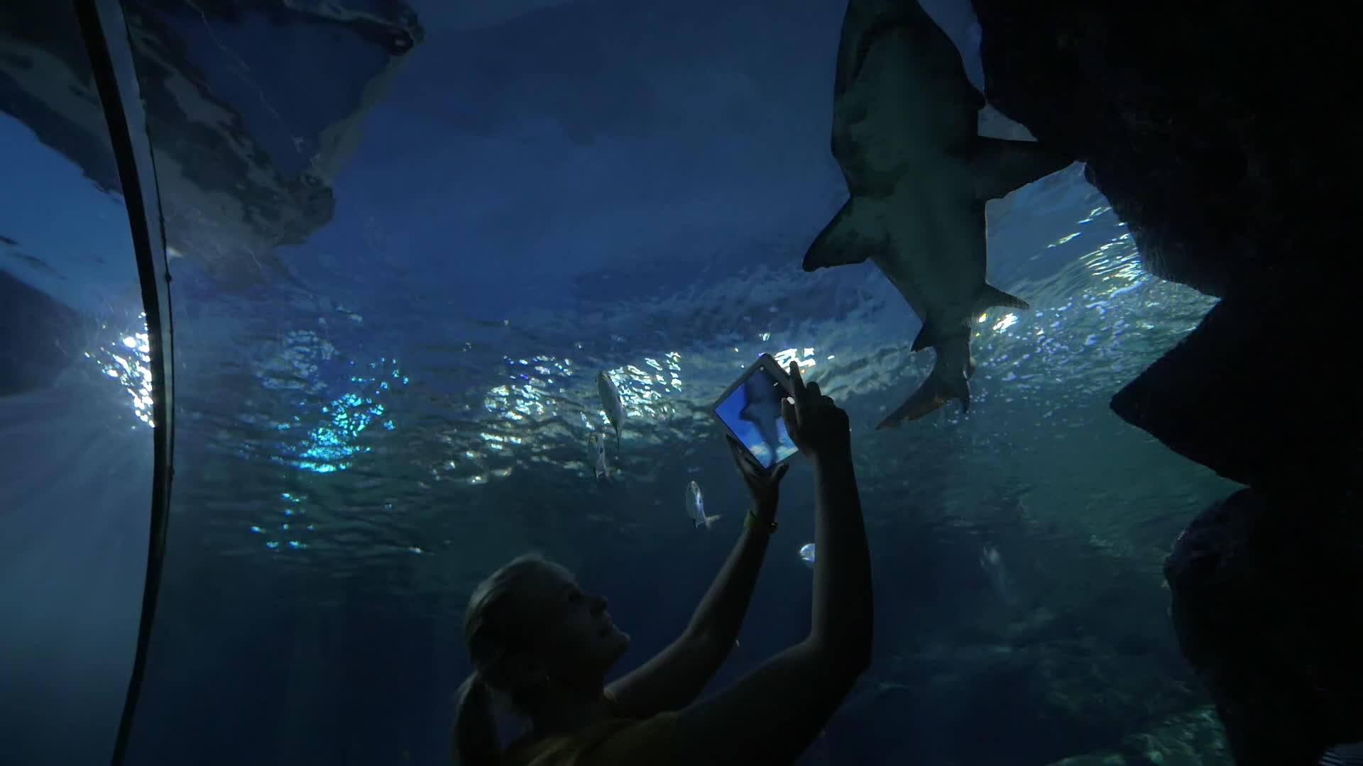 女人和触摸板在水族馆射击鲨鱼视频的预览图