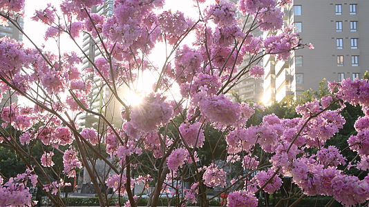 在4K的阳光下紫花风铃木视频的预览图