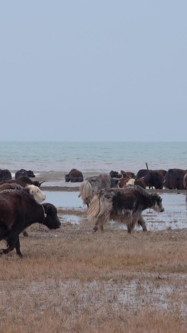 实拍青海湖牦牛群风景视频的预览图