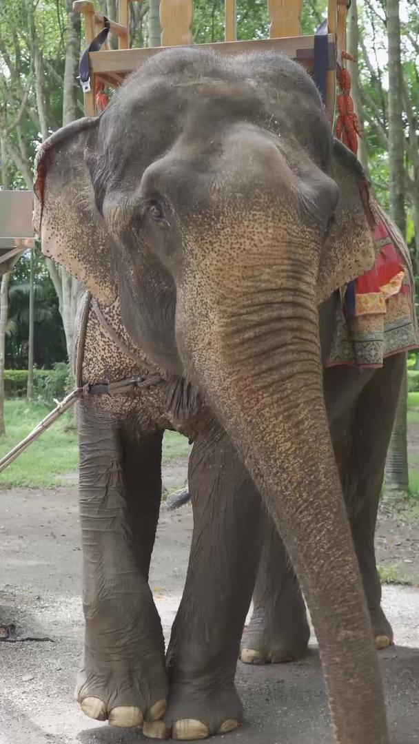 在西西双版纳傣族公园大象园内视频的预览图