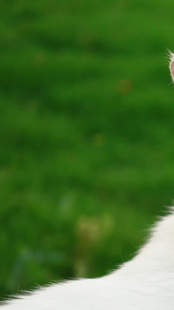 室外草坪上可爱的猫宠物猫素材视频的预览图