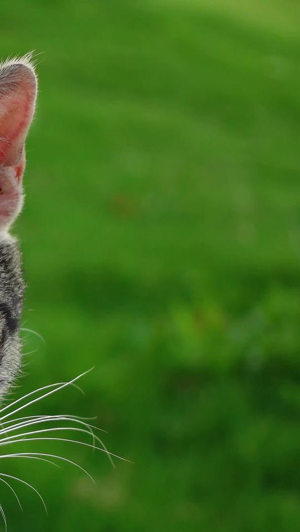 室外草坪上可爱的猫宠物猫素材视频的预览图