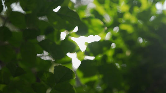 美丽的春日阳光透过绿色植物透过绿色视频的预览图