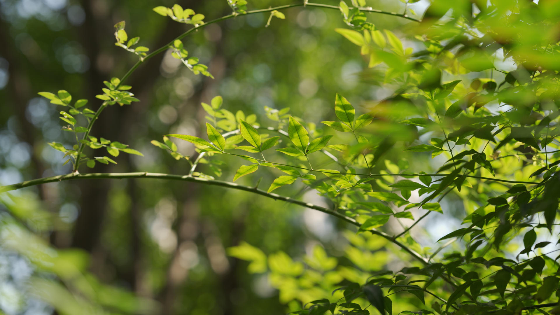 春暖绿色植物空镜4k美丽视频的预览图