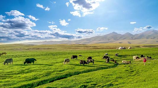 新疆喀纳斯草原牧场风光mp44K视频素材