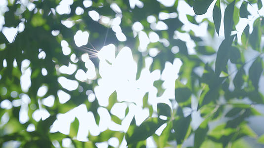 4k唯美虚化春日阳光透过植物视频的预览图