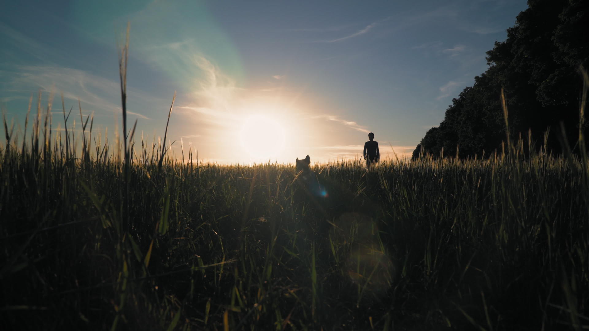 日落时女孩和狗一起散步视频的预览图
