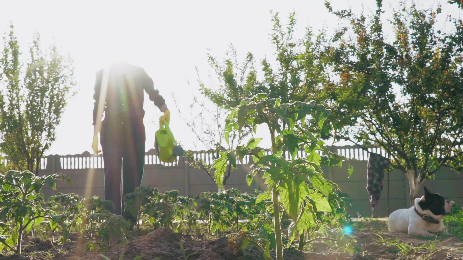 一天阳光明媚的肖像园丁视频的预览图