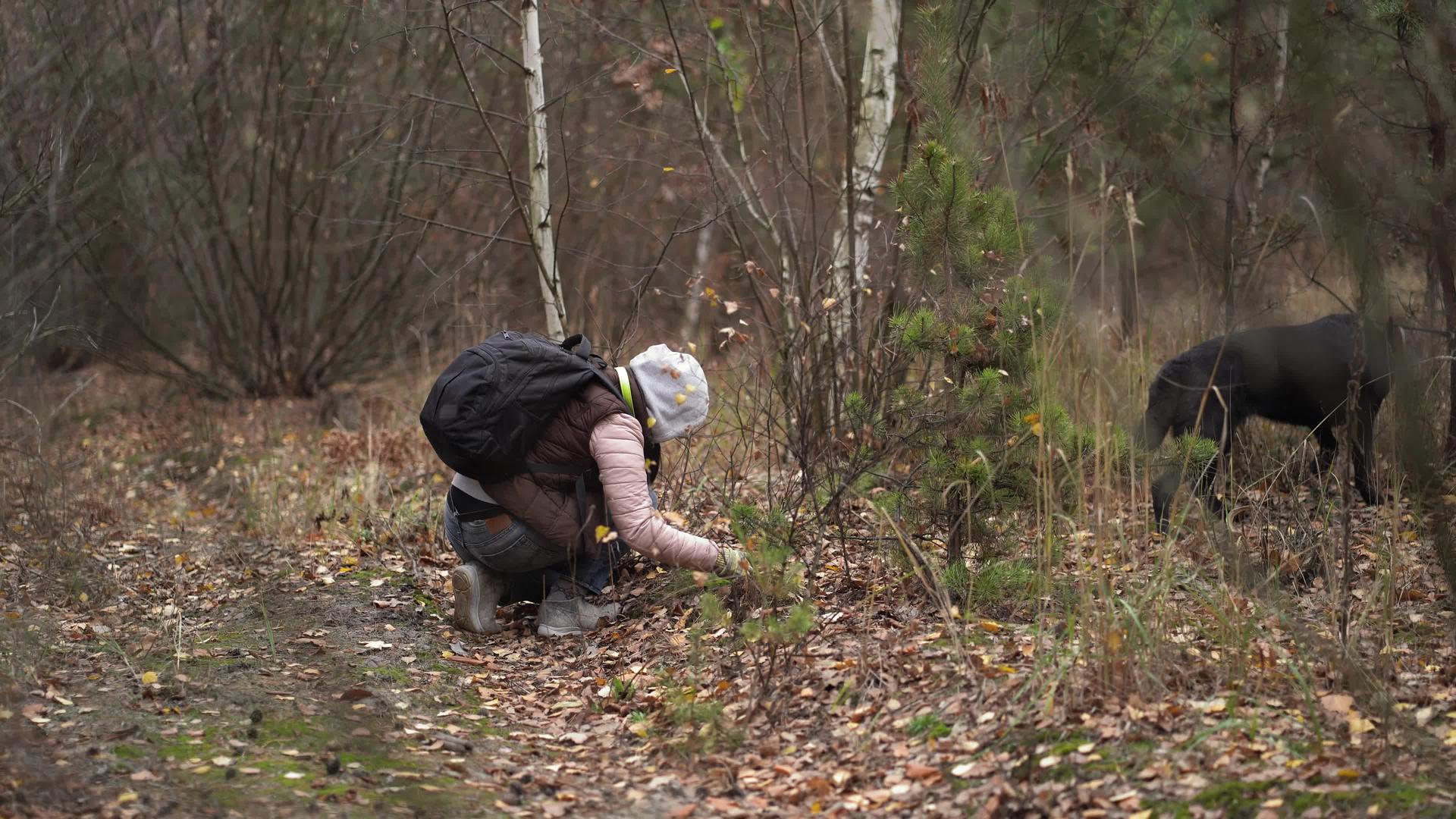 女人在森林里寻找东西在地上寻找东西视频的预览图